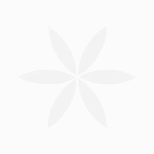 Duphalac Syrup - 200 ml