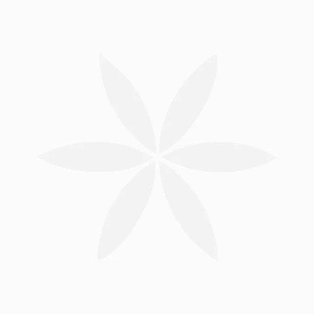 Duphalac Syrup - 200 ml