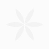 Duphalac Syrup - 200 ml